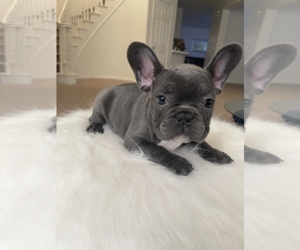 Medium Photo #34 French Bulldog Puppy For Sale in ENGLEWOOD, CO, USA
