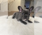 Small Photo #34 French Bulldog Puppy For Sale in ENGLEWOOD, CO, USA