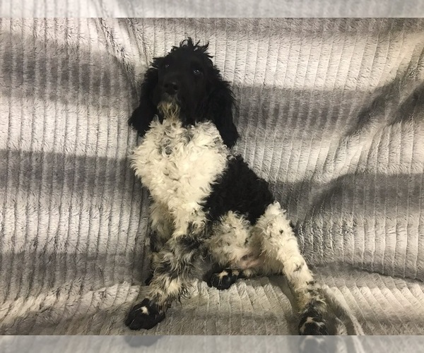 Medium Photo #9 Poodle (Standard) Puppy For Sale in CHETEK, WI, USA