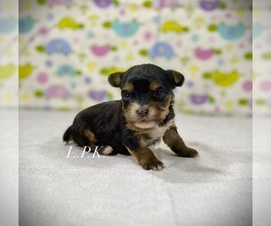 Yorkshire Terrier Puppy for sale in WINNSBORO, LA, USA