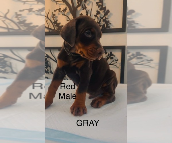 Medium Photo #9 Doberman Pinscher Puppy For Sale in COLORADO SPRINGS, CO, USA