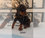 Small Photo #9 Doberman Pinscher Puppy For Sale in COLORADO SPRINGS, CO, USA