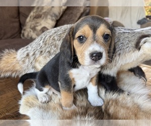 Beagle Puppy for sale in FORDLAND, MO, USA