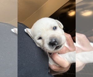 Labrador Retriever Puppy for sale in OSYKA, MS, USA