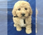 Small Photo #30 Poodle (Toy) Puppy For Sale in SAFFORD, AZ, USA