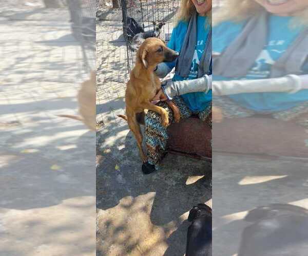 Medium Photo #2 Colonial Cocker Spaniel-Labrador Retriever Mix Puppy For Sale in Calgary, Alberta, Canada