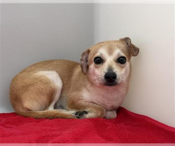 Medium Photo #1 Chihuahua-Unknown Mix Puppy For Sale in Redlands, CA, USA