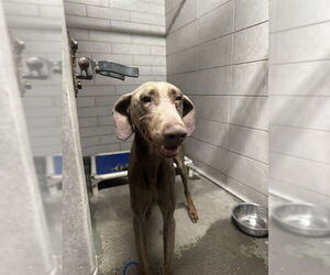 Doberman Pinscher Dogs for adoption in Stockton, CA, USA