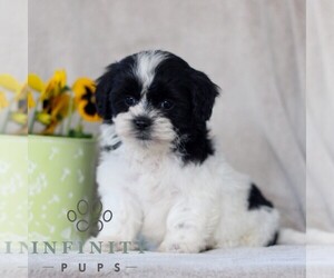 Zuchon Puppy for sale in GORDONVILLE, PA, USA