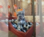 Small Photo #16 French Bulldog Puppy For Sale in ROSEVILLE, CA, USA