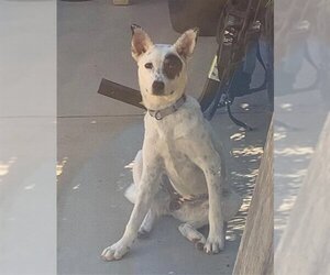 Labrador Retriever-Unknown Mix Dogs for adoption in Santa Maria, CA, USA