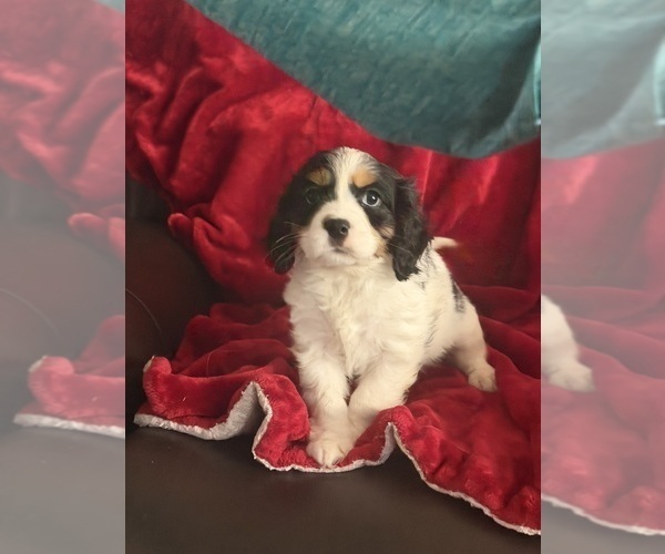 Medium Photo #6 Aussalier Puppy For Sale in MAPLETON, OR, USA