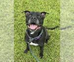 Small #1 Labrador Retriever Mix