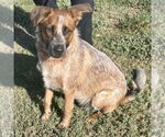Small #2 Mutt