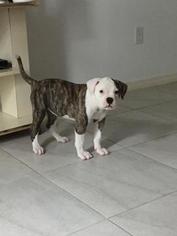 American Bulldog Puppy for sale in OCALA, FL, USA