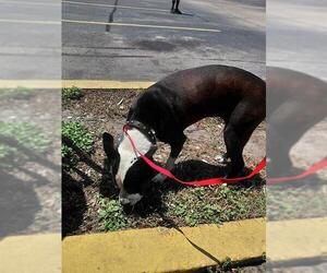 Boxer-Unknown Mix Dogs for adoption in St. Cloud, FL, USA