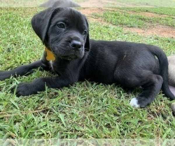 Medium Photo #6 Mastiff Puppy For Sale in VILLA RICA, GA, USA