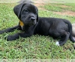 Small Photo #6 Mastiff Puppy For Sale in VILLA RICA, GA, USA