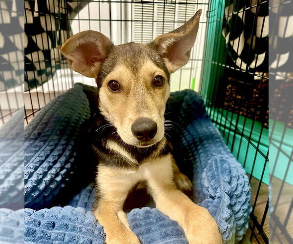 Medium Photo #3 Mutt Puppy For Sale in San Juan Capistrano, CA, USA