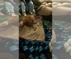 Golden Retriever Puppy for sale in BLACKBURN, NC, USA