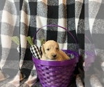 Puppy 10 Goldendoodle