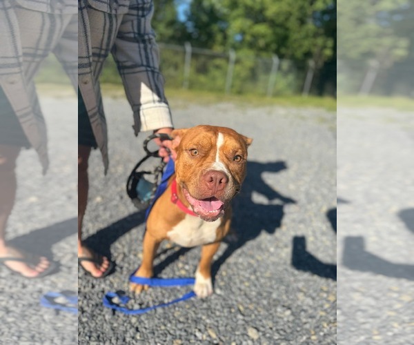 Medium Photo #2 American Pit Bull Terrier-Unknown Mix Puppy For Sale in Hinton, WV, USA