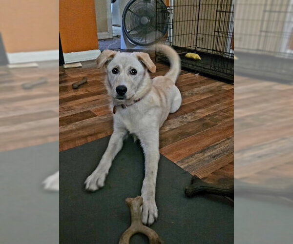 Medium Photo #2 Mutt Puppy For Sale in Genesee, WI, USA