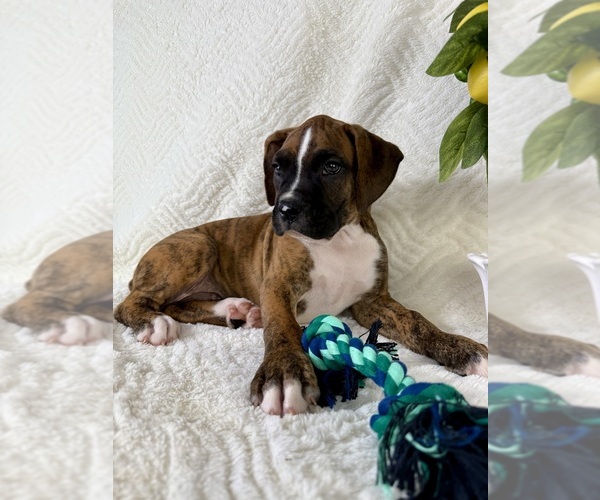 Medium Photo #3 Boxer Puppy For Sale in GREENFIELD, IN, USA