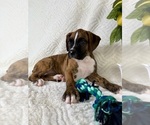 Small #2 Boxer