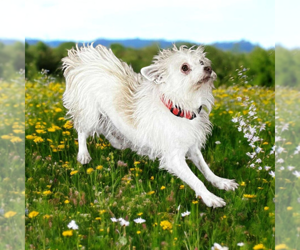 Medium Photo #1 Mutt Puppy For Sale in Vail, AZ, USA