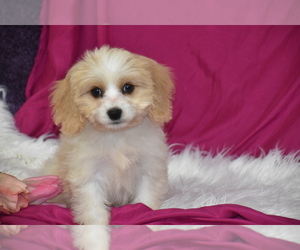 Cavachon Puppy for sale in ELDORADO, OH, USA