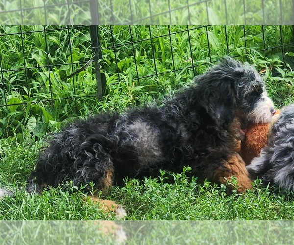 Medium Photo #2 Bernedoodle (Miniature) Puppy For Sale in MARION CENTER, PA, USA