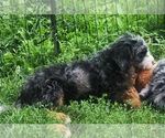Small #1 Bernedoodle (Miniature)