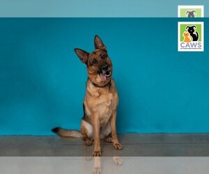 German Shepherd Dog-Unknown Mix Dogs for adoption in Salt Lake City, UT, USA