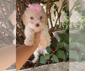 Maltipoo Puppy for sale in KATY, TX, USA
