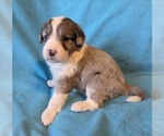 Small #1 Aussiedoodle