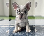 Puppy Puppy 4 French Bulldog