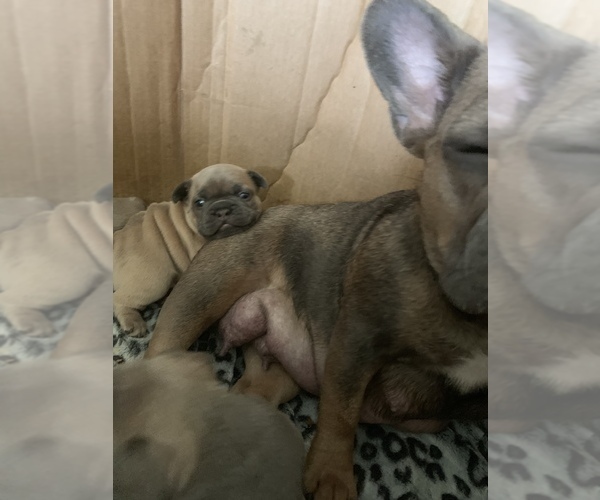 Medium Photo #5 French Bulldog Puppy For Sale in GLENDALE HEIGHTS, IL, USA