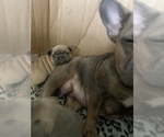Small Photo #5 French Bulldog Puppy For Sale in GLENDALE HEIGHTS, IL, USA
