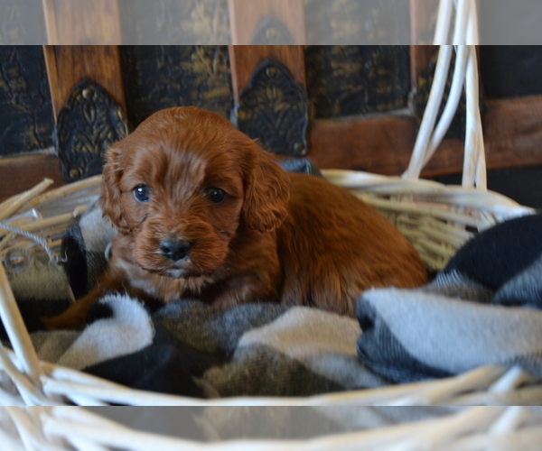 Medium Photo #1 Cavapoo (Miniature) Puppy For Sale in GREENWOOD, WI, USA