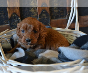Medium Cavapoo (Miniature)