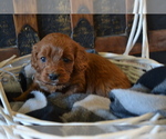 Puppy Jace Cavapoo (Miniature)