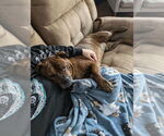 Small #37 American Staffordshire Terrier-Boxer Mix