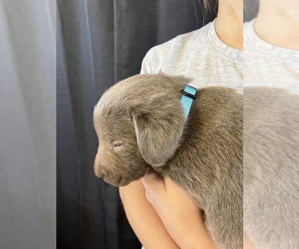 Medium Photo #2 Labrador Retriever Puppy For Sale in DELTA, CO, USA