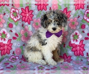 Poodle (Miniature) Puppy for sale in LANCASTER, PA, USA