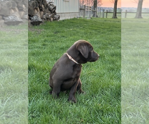 Medium Photo #8 Labrador Retriever Puppy For Sale in FREDERICKSBG, OH, USA
