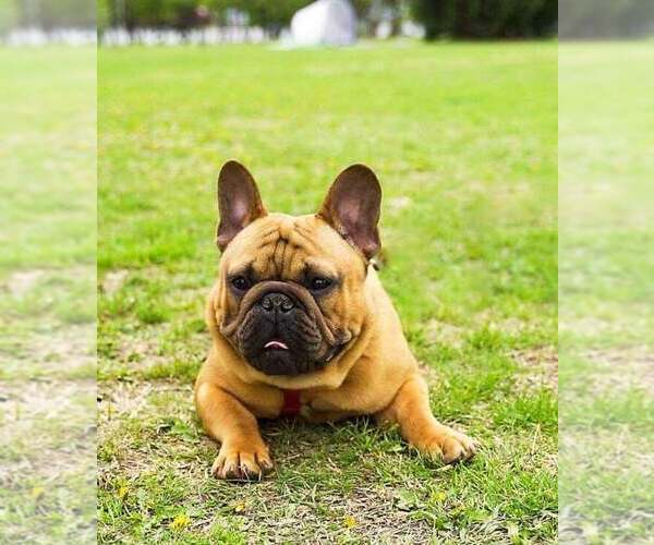 Medium Photo #1 French Bulldog Puppy For Sale in Hajos, Bacs-Kiskun, Hungary