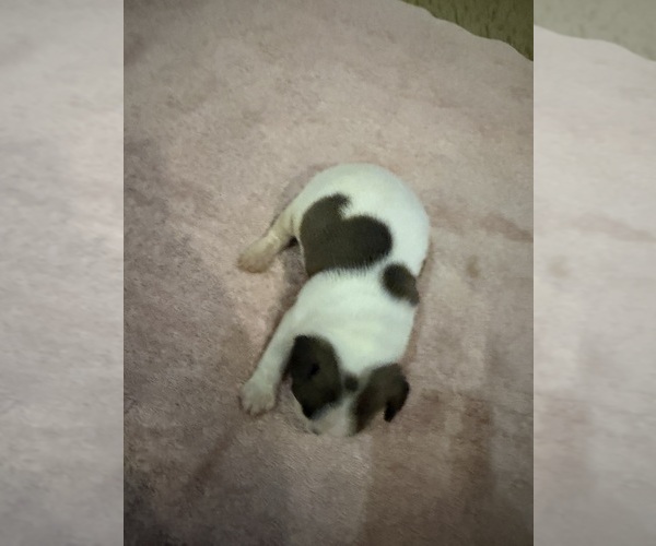 Medium Photo #4 Boston Terrier Puppy For Sale in FREDONIA, KS, USA