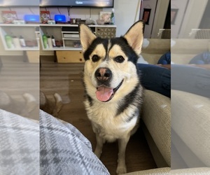 Father of the Akita-Huskies  Mix puppies born on 01/24/2026