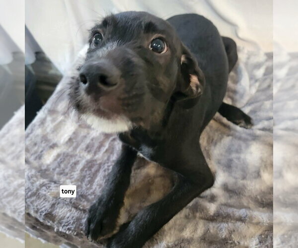 Medium Photo #3 Labrador Retriever-Unknown Mix Puppy For Sale in Foristell, MO, USA